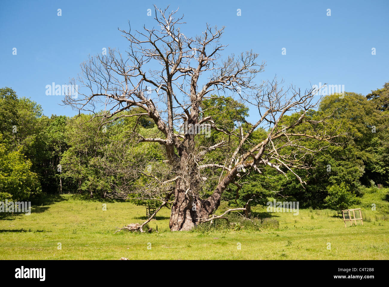 A Dead Oak Tree in Wiltshire Stock Photo