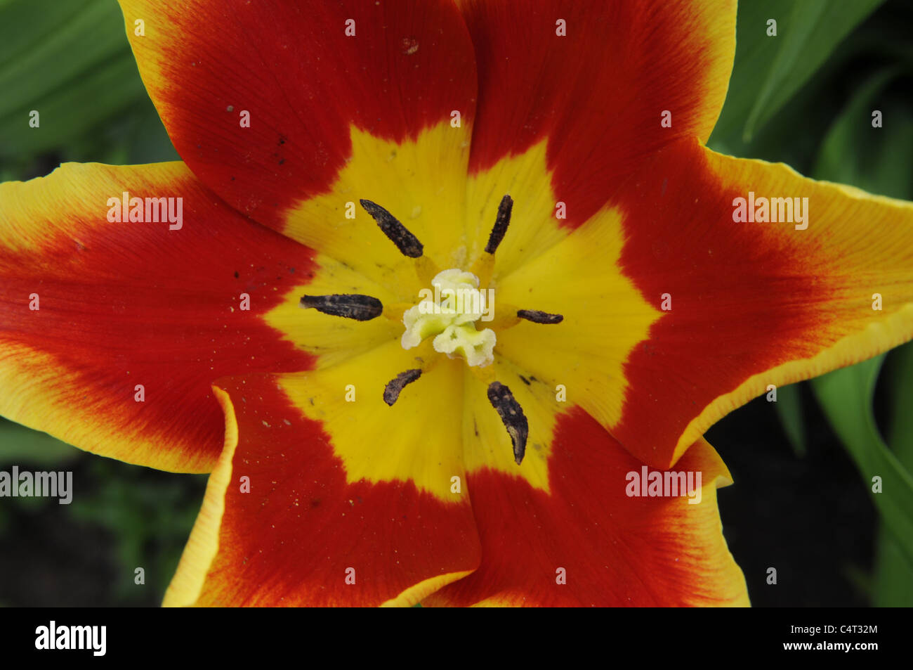 Close up image of red and yellow tulip flower showing details of petals stigma style anther and filament Staffordshire England Stock Photo