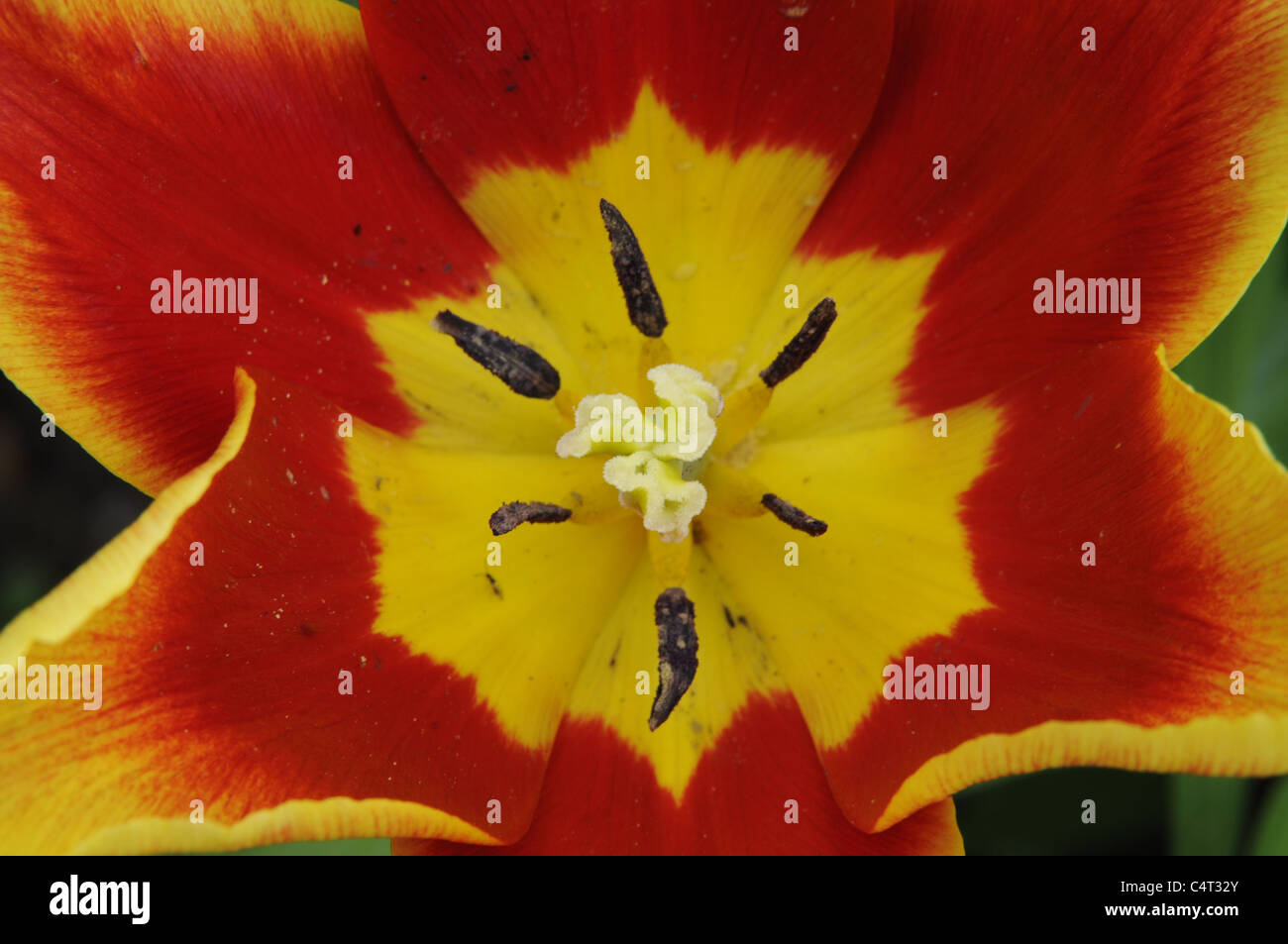 Close up image of red and yellow tulip flower showing details of petals stigma style anther and filament Staffordshire England Stock Photo