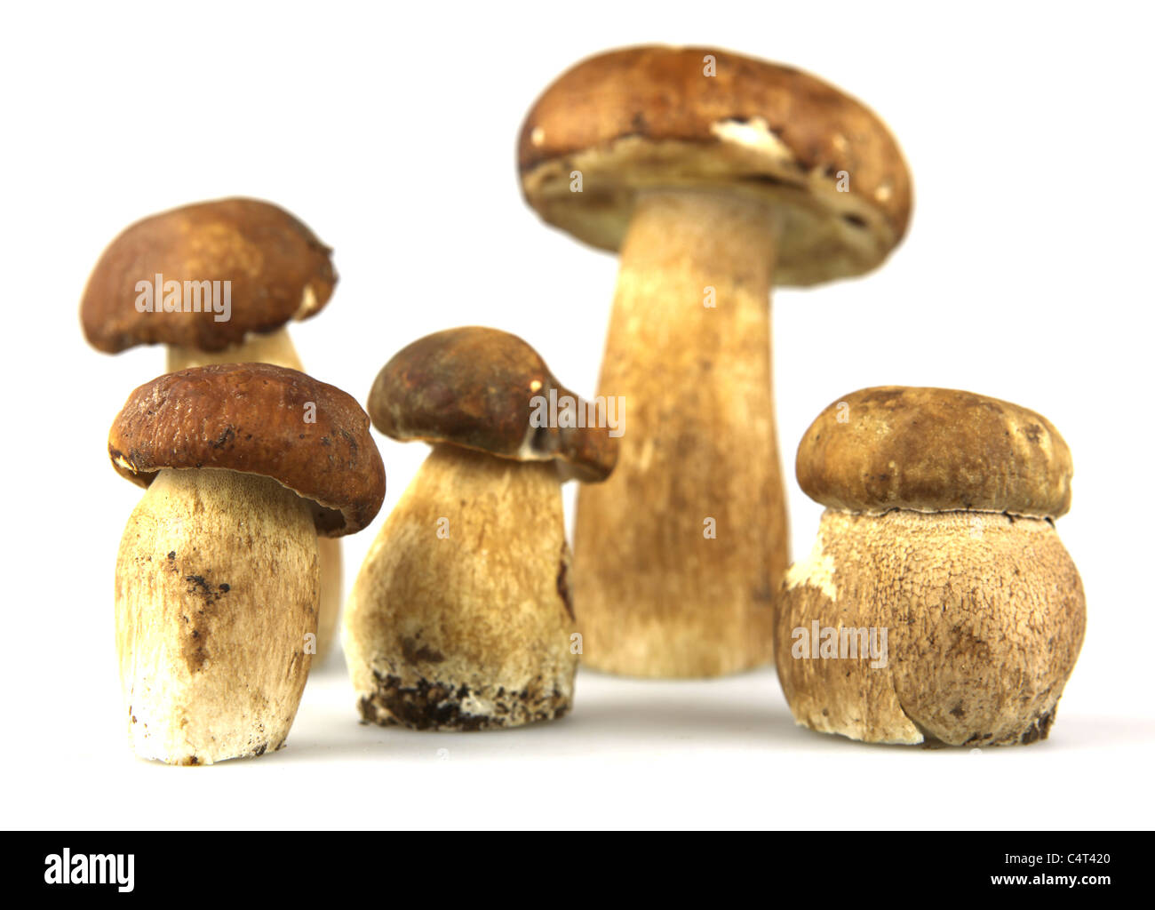 Mushrooms Porcini, Boletus edulis Stock Photo Alamy
