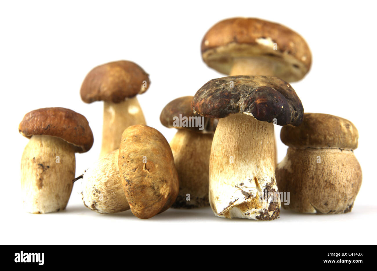 Mushrooms Porcini, Boletus edulis Stock Photo Alamy