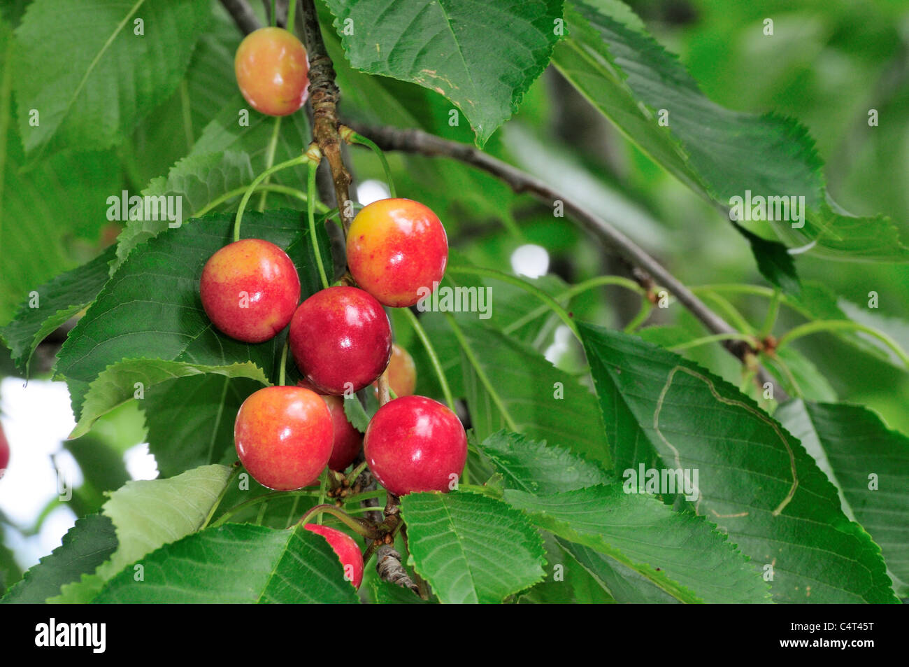 Close up of sweet cherries on tree Stock Photo