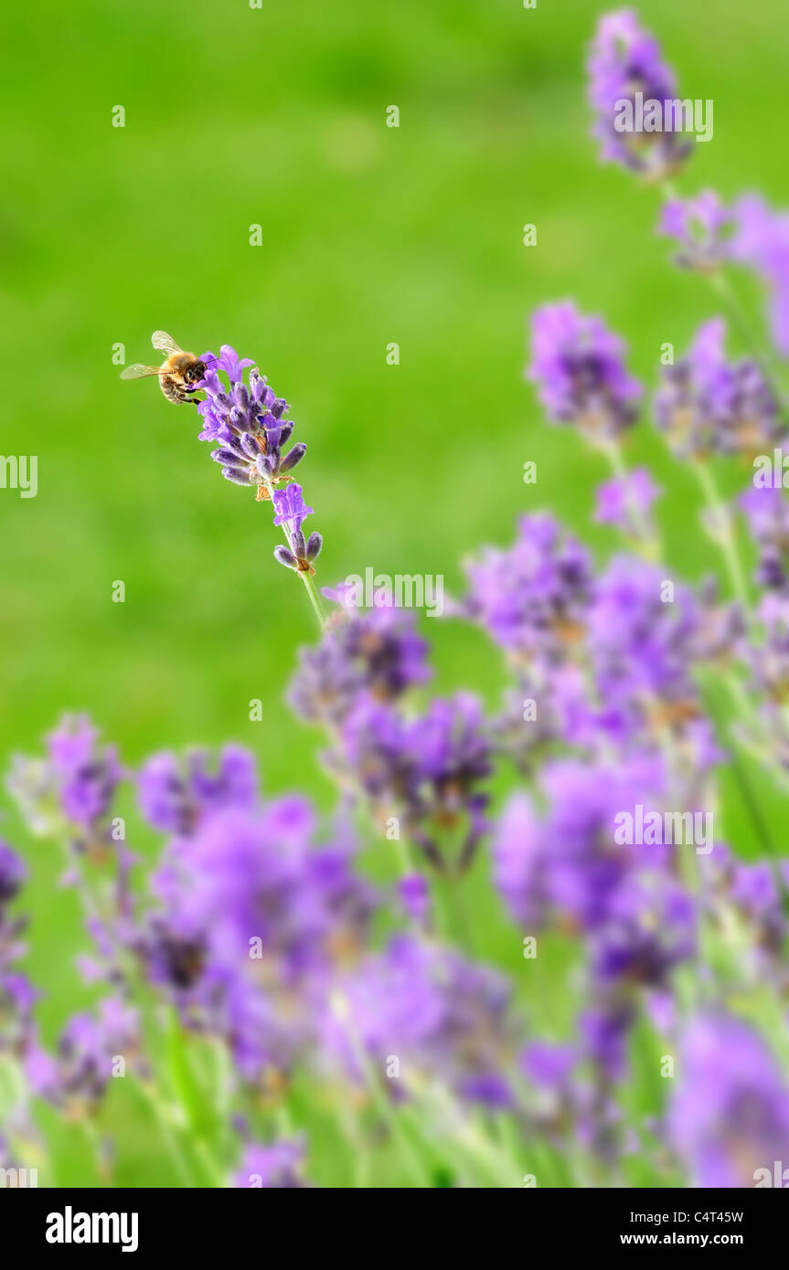 Close up of blue lavender flowers and bee against green background Stock Photo