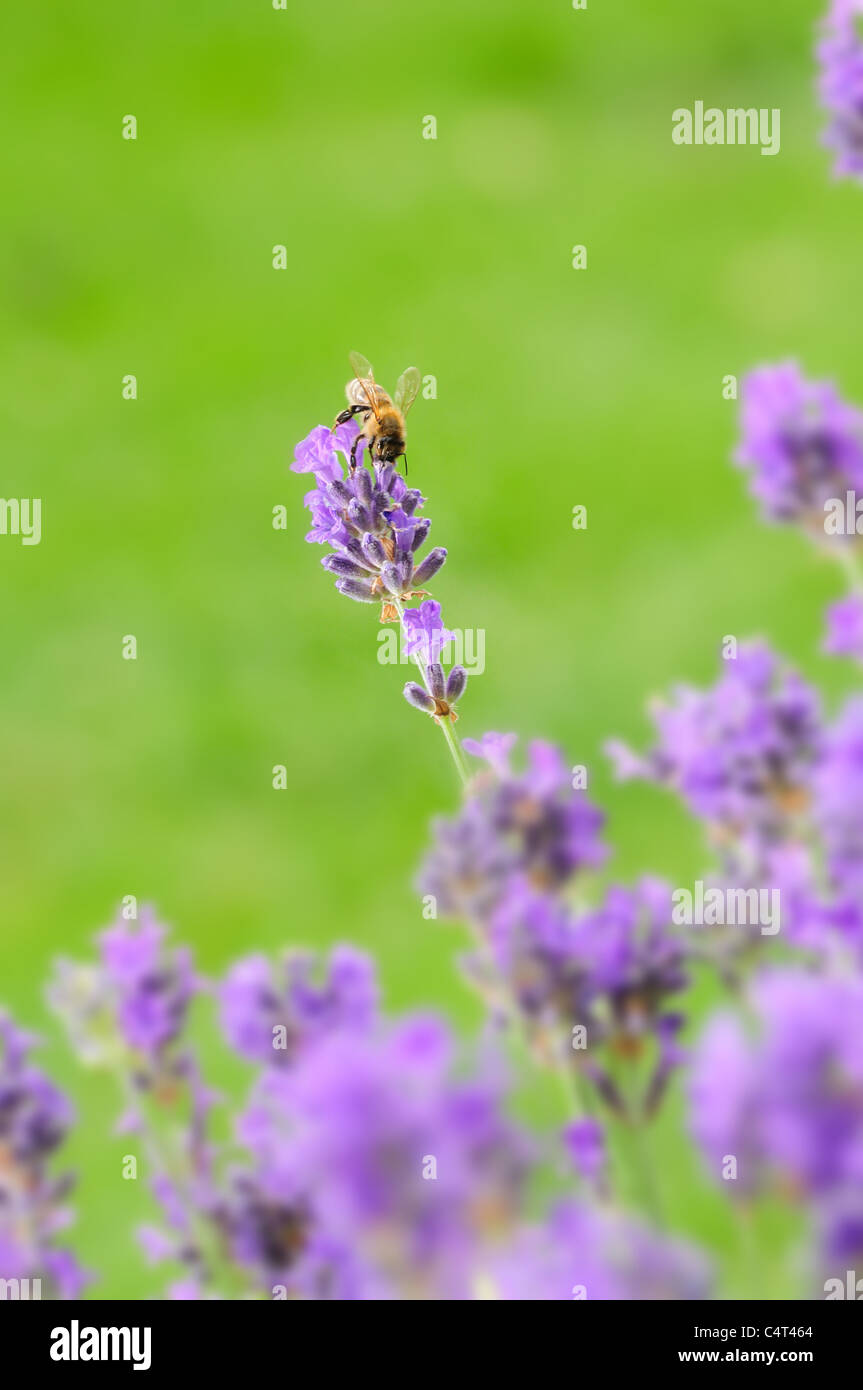 Close up of blue lavender flowers and bee against green background Stock Photo
