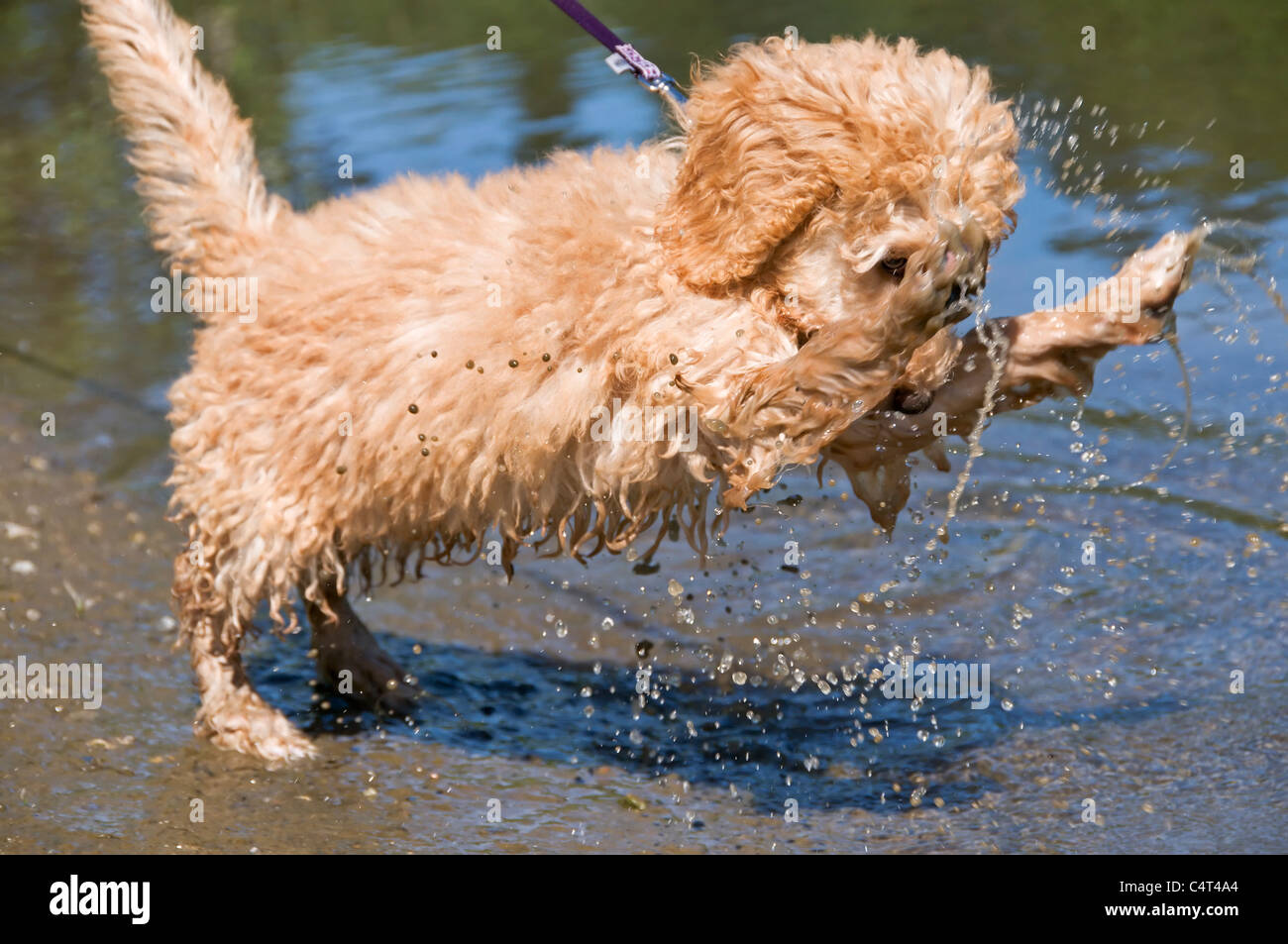 3 Month Old Dog High Resolution Stock Photography And Images Alamy