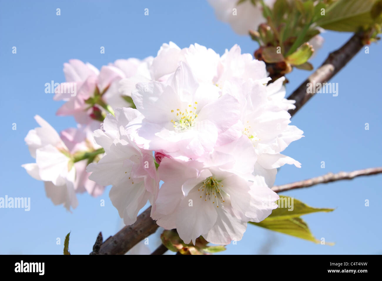 White sakura blossoms against the blue sky Stock Photo - Alamy