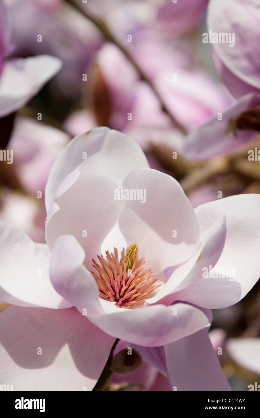 Magnolia Flower; close up Stock Photo