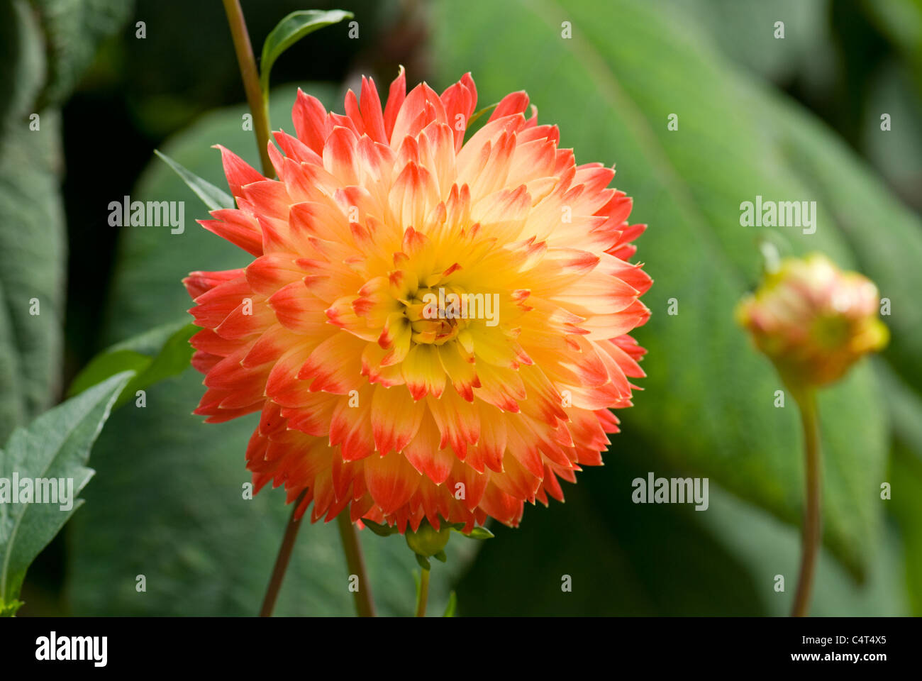 Red & yellow dahlia 'Procyon' Stock Photo