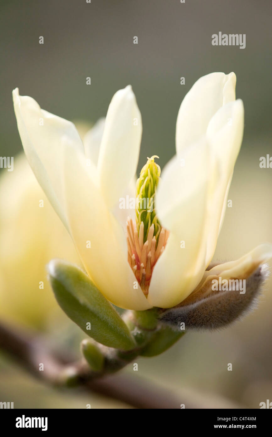 Yellow Magnolia Flower High Resolution Stock Photography and Images - Alamy