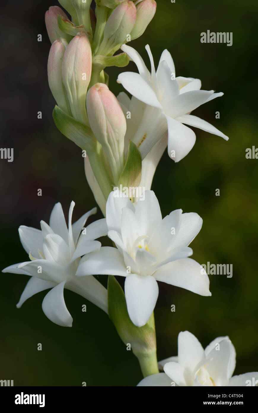The heavily scented flowers of Polianthes tuberosa 'The Pearl' Stock Photo