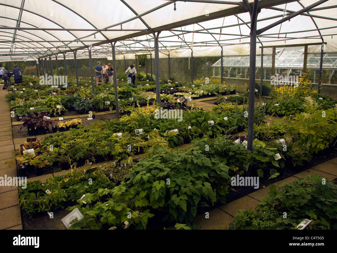 The Beth Chatto garden and nursery, Elmstead Market, Essex, England