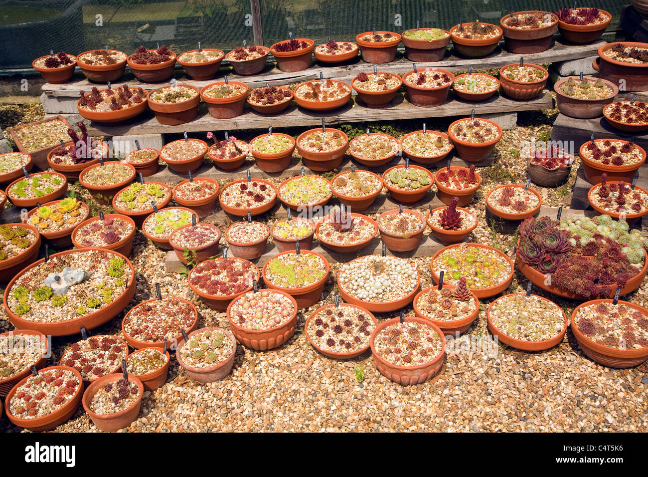 Cactus plants display beth garden hi-res stock photography and images ...