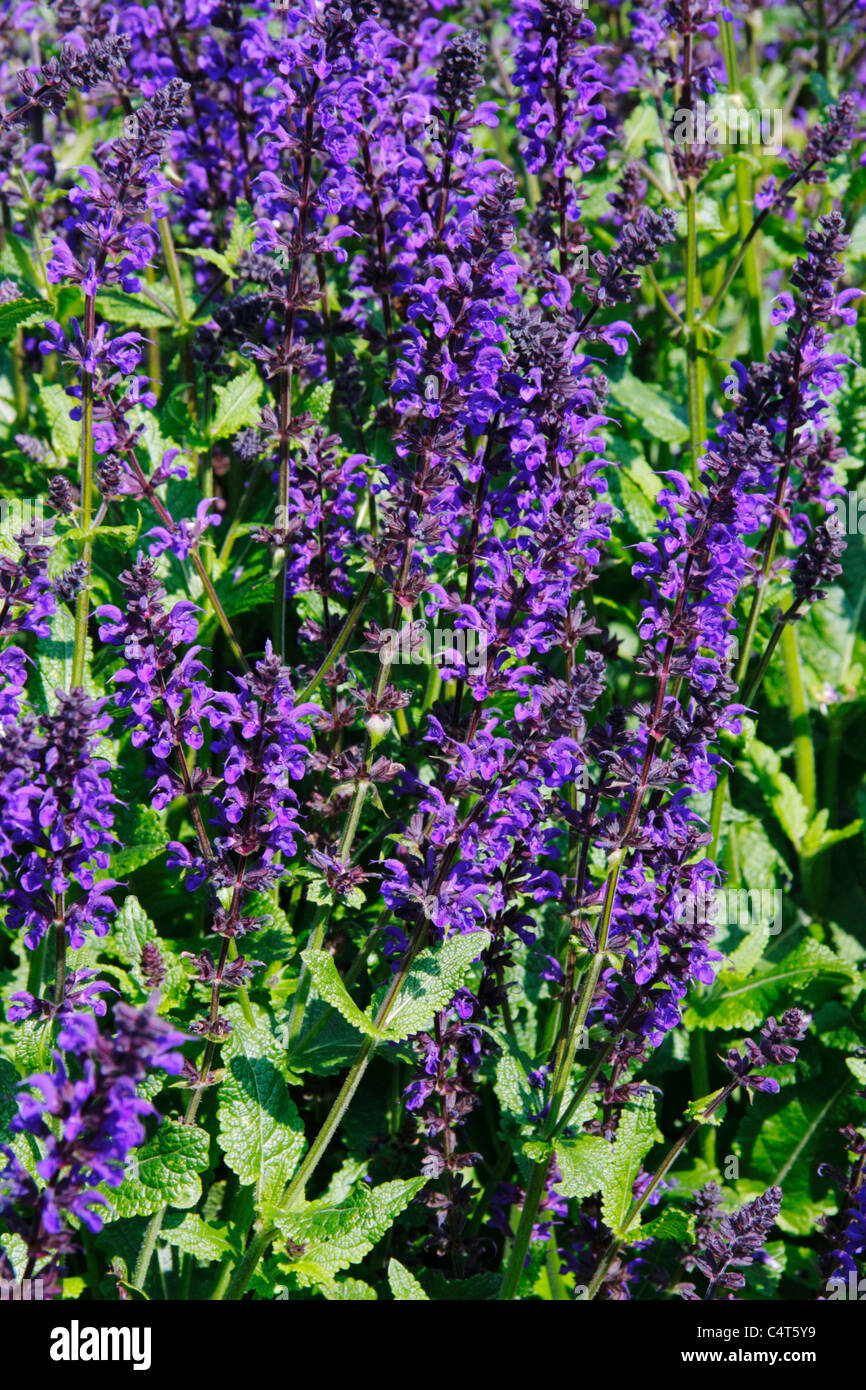Salvia x sylvestris hi-res stock photography and images - Alamy