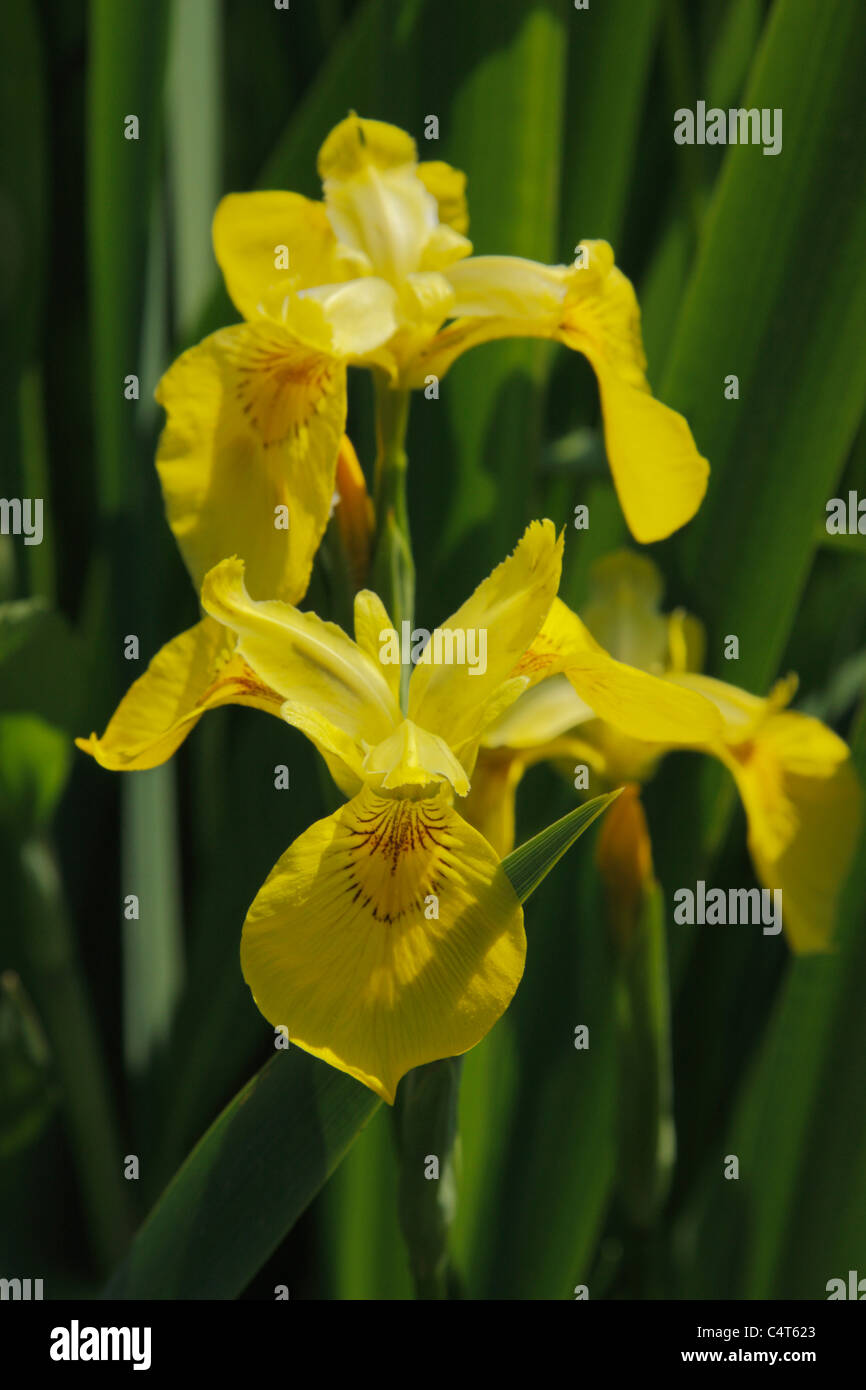 Yellow flag iris flowers Stock Photo