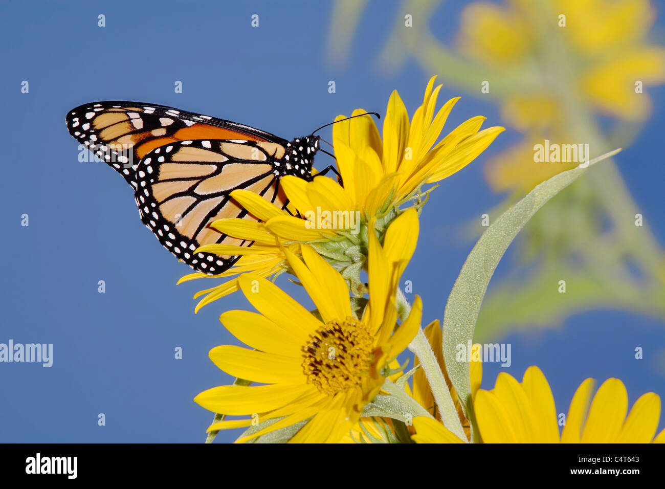 A Monarch Butterfly On A Yellow Flower With A Blue Sky Background ...