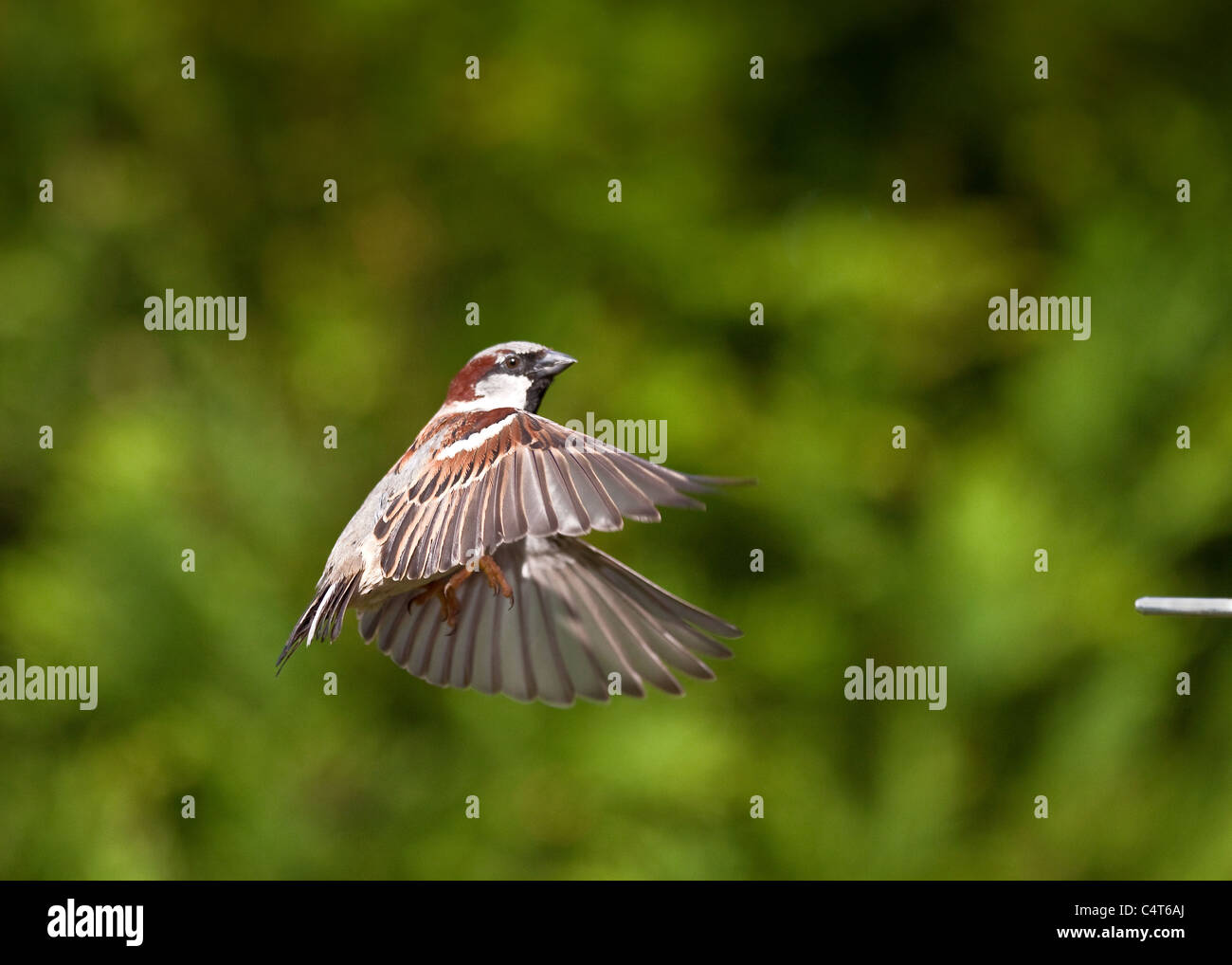 Sparrow flying hires stock photography and images Alamy