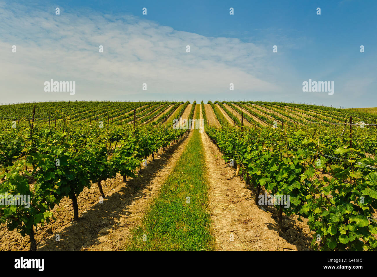 Vineyard in Niagara Wine Region,Ontario,Canada Stock Photo Alamy