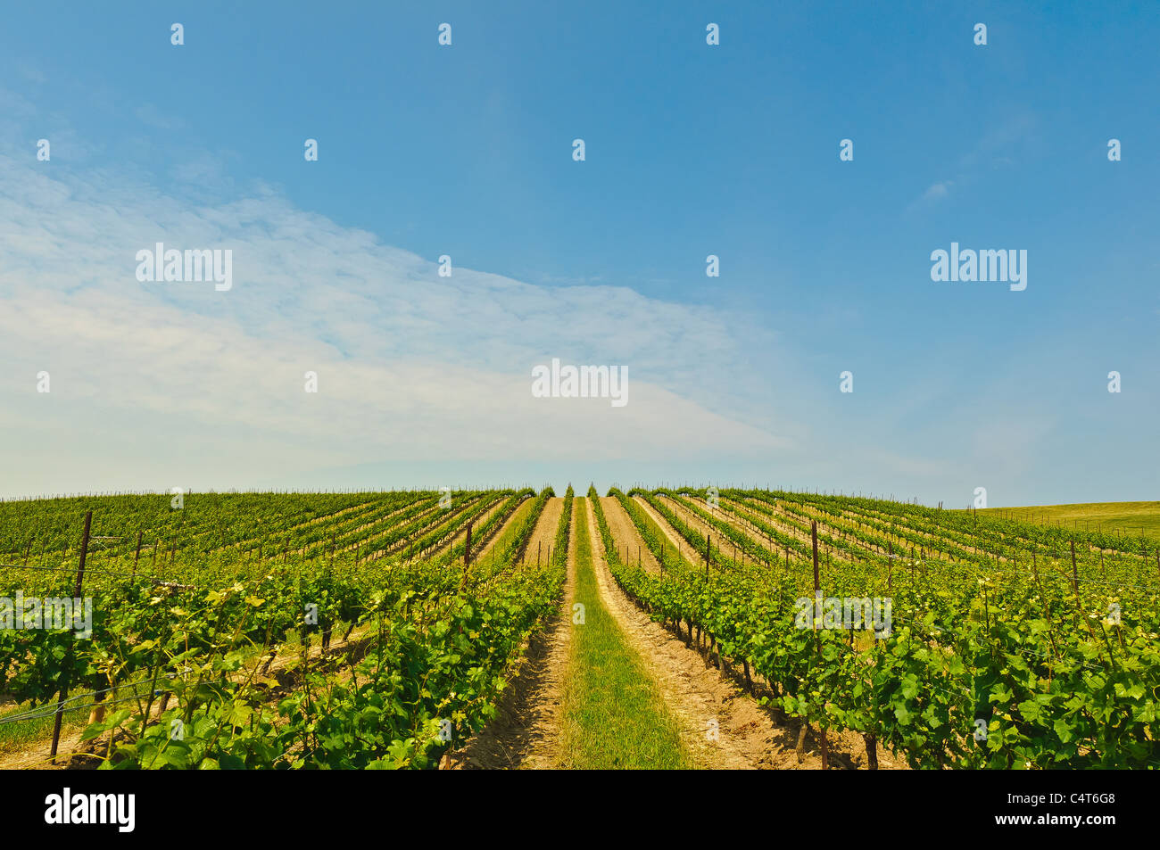 Canadian vineyards hires stock photography and images Alamy