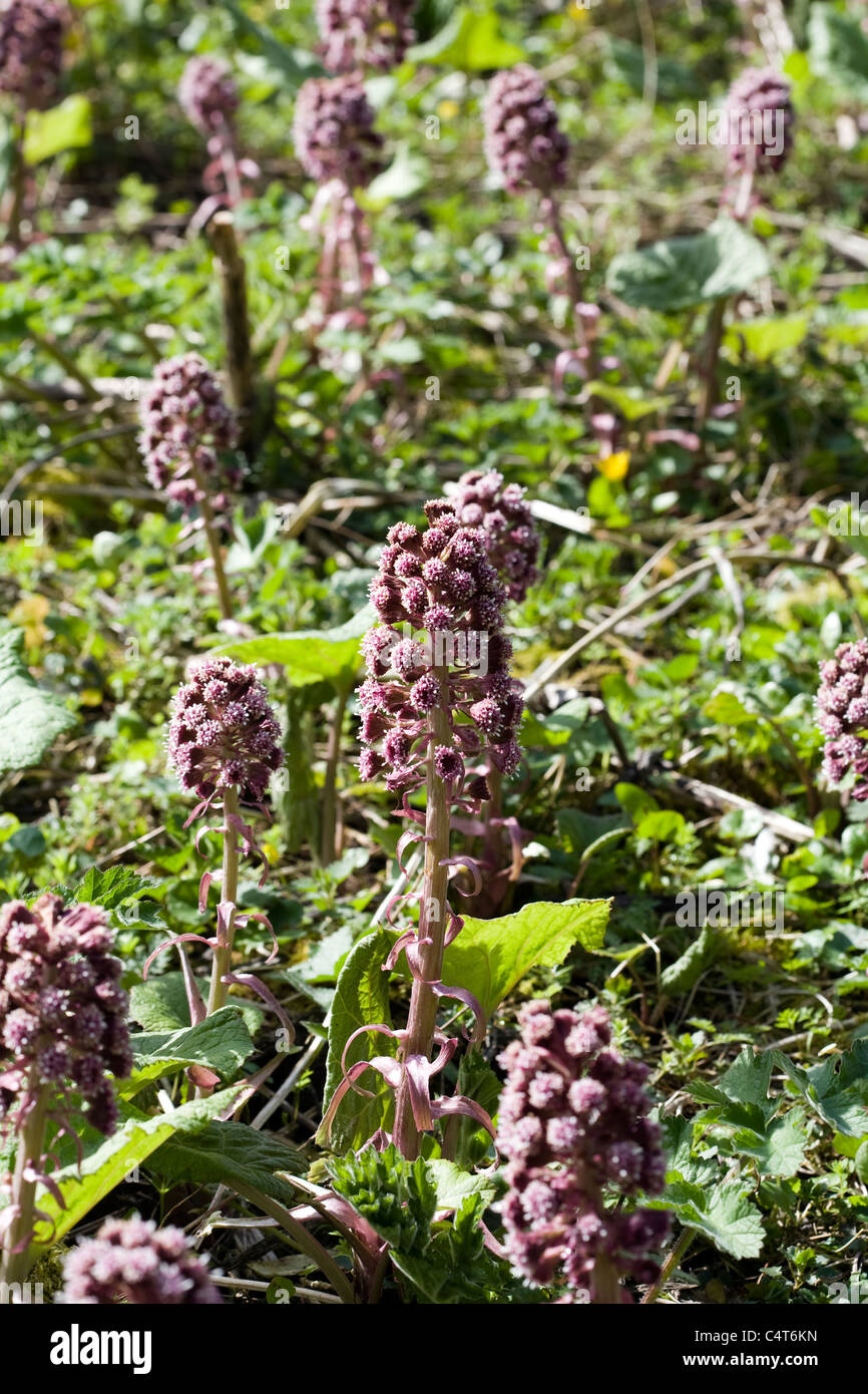 Butterbur Lathkill Dale Derbyshire England Stock Photo