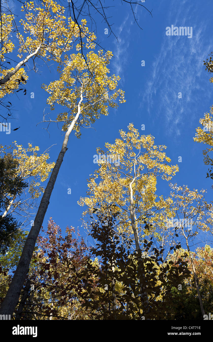 Looking up at trees with yellow autumn leaves against bright blue sky ...