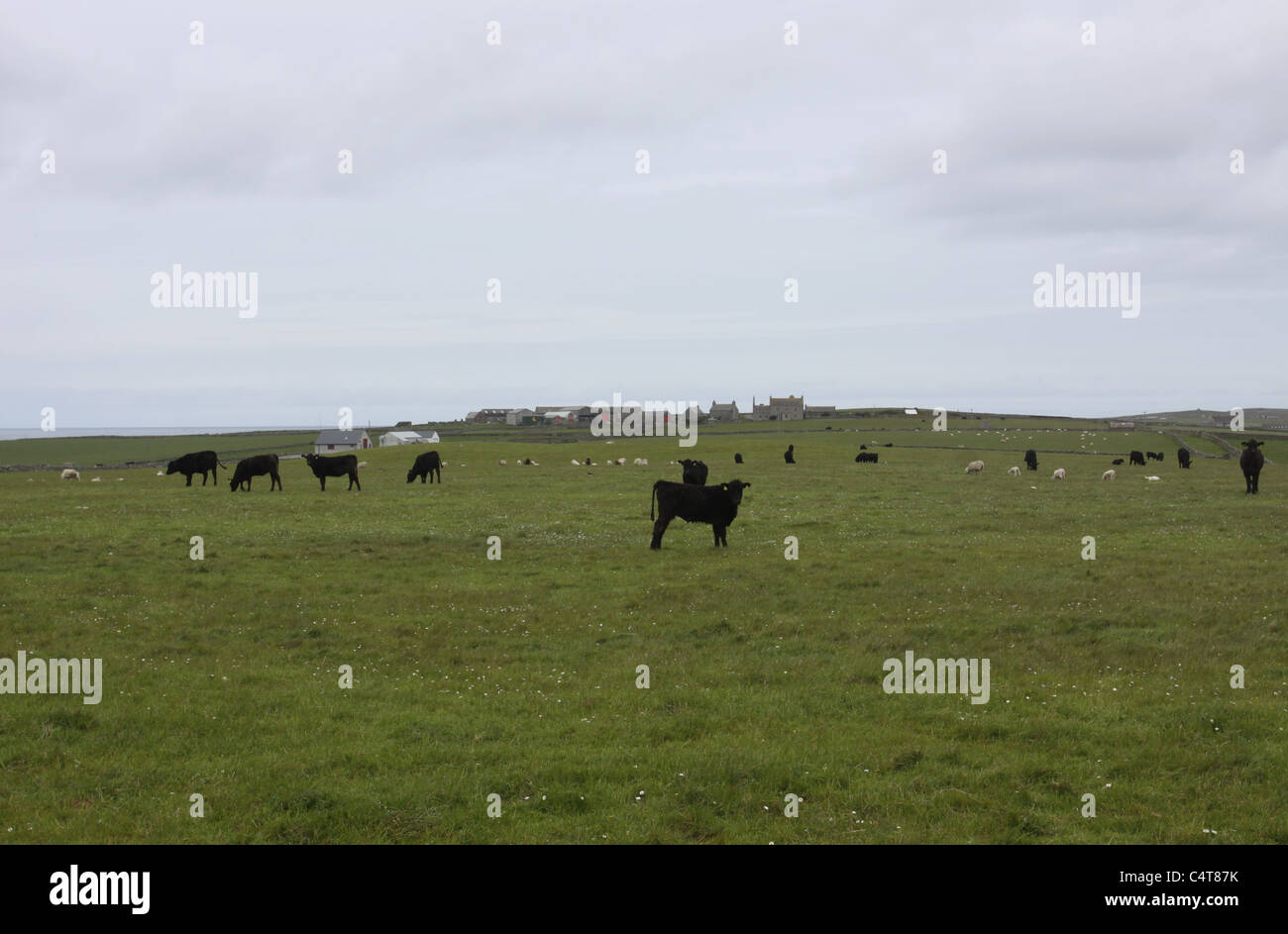 Holland Farm Papa Westray Orkney Scotland May 2011 Stock Photo