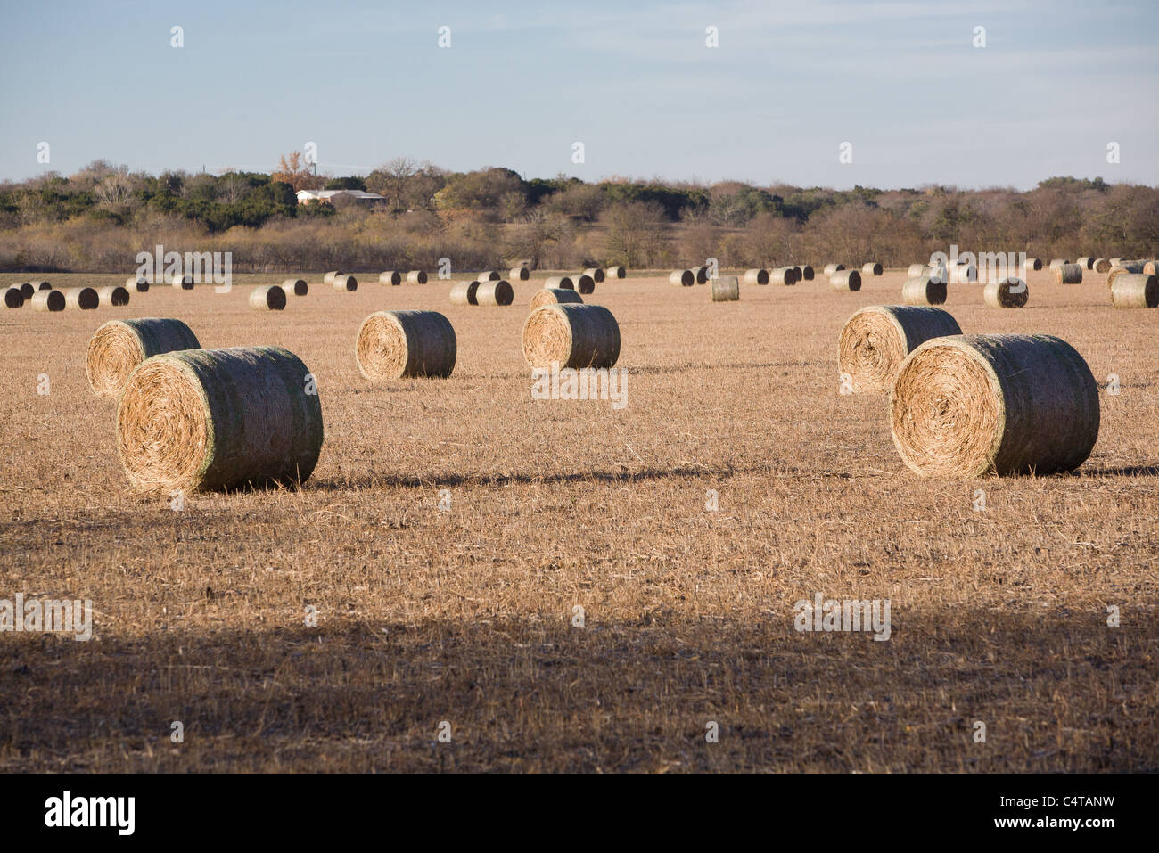 Bales of Rolled Hay on a farm near Austin, Texas Stock Photo