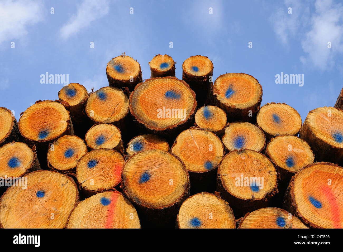 Stacked Logs, Calmont, Bremm, Mosel River, Cochem-Zell, Rhineland-Palatinate, Germany Stock Photo