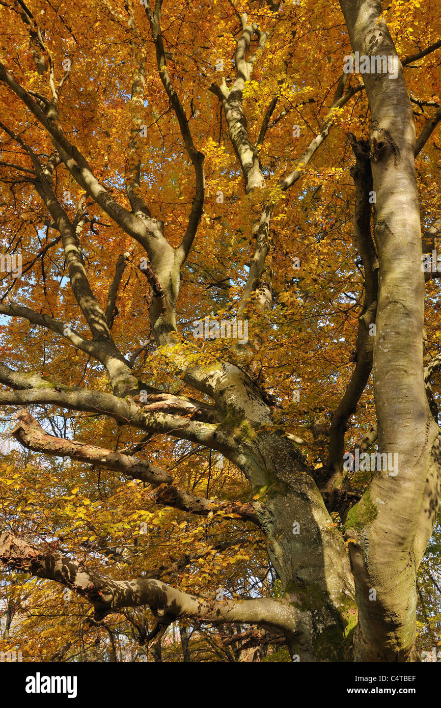Beech Tree, Rhoen Mountains, Hesse, Germany Stock Photo