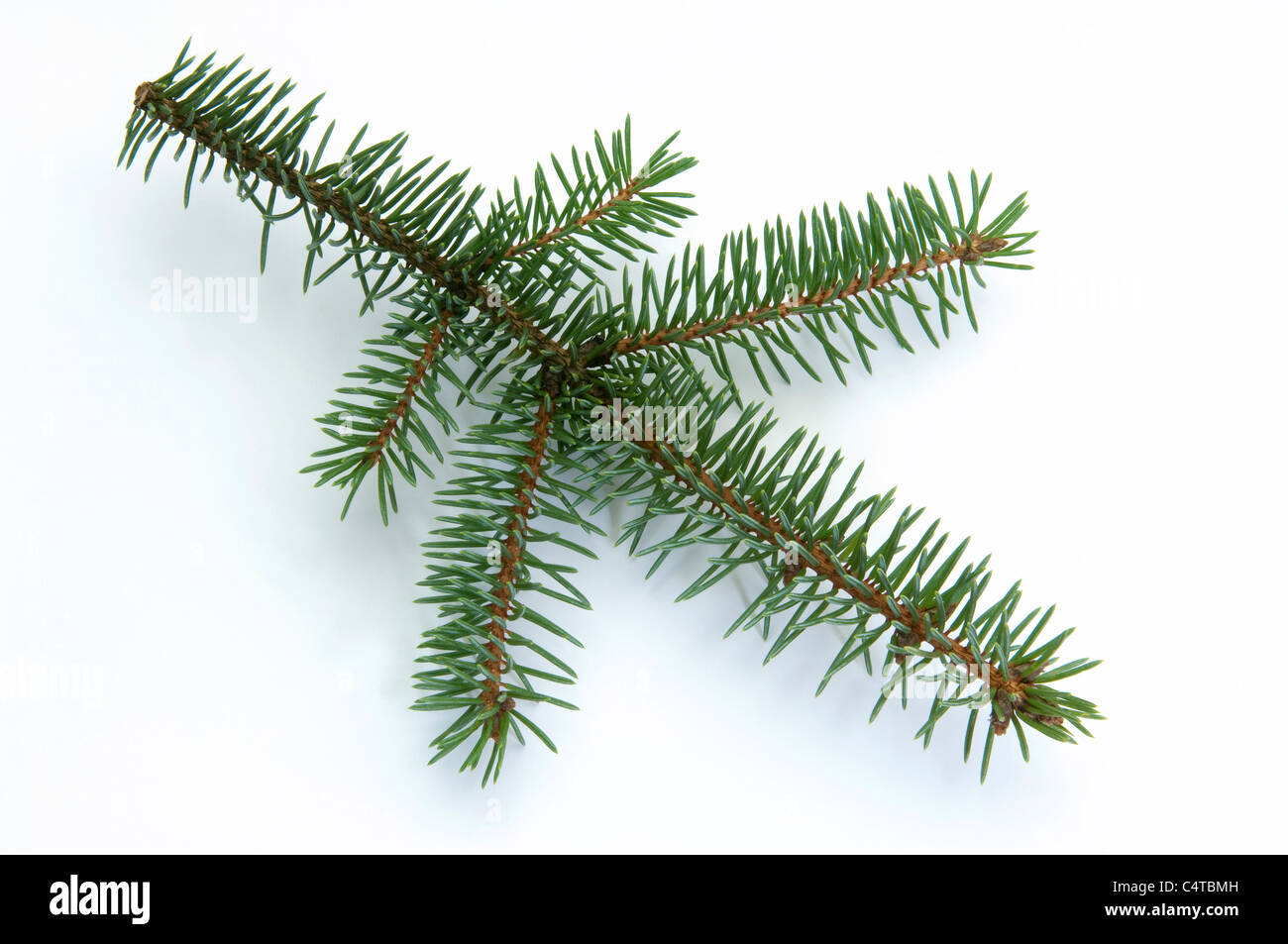 Blue Spruce (Picea pungens), twig. Studio picture against a white background. Stock Photo