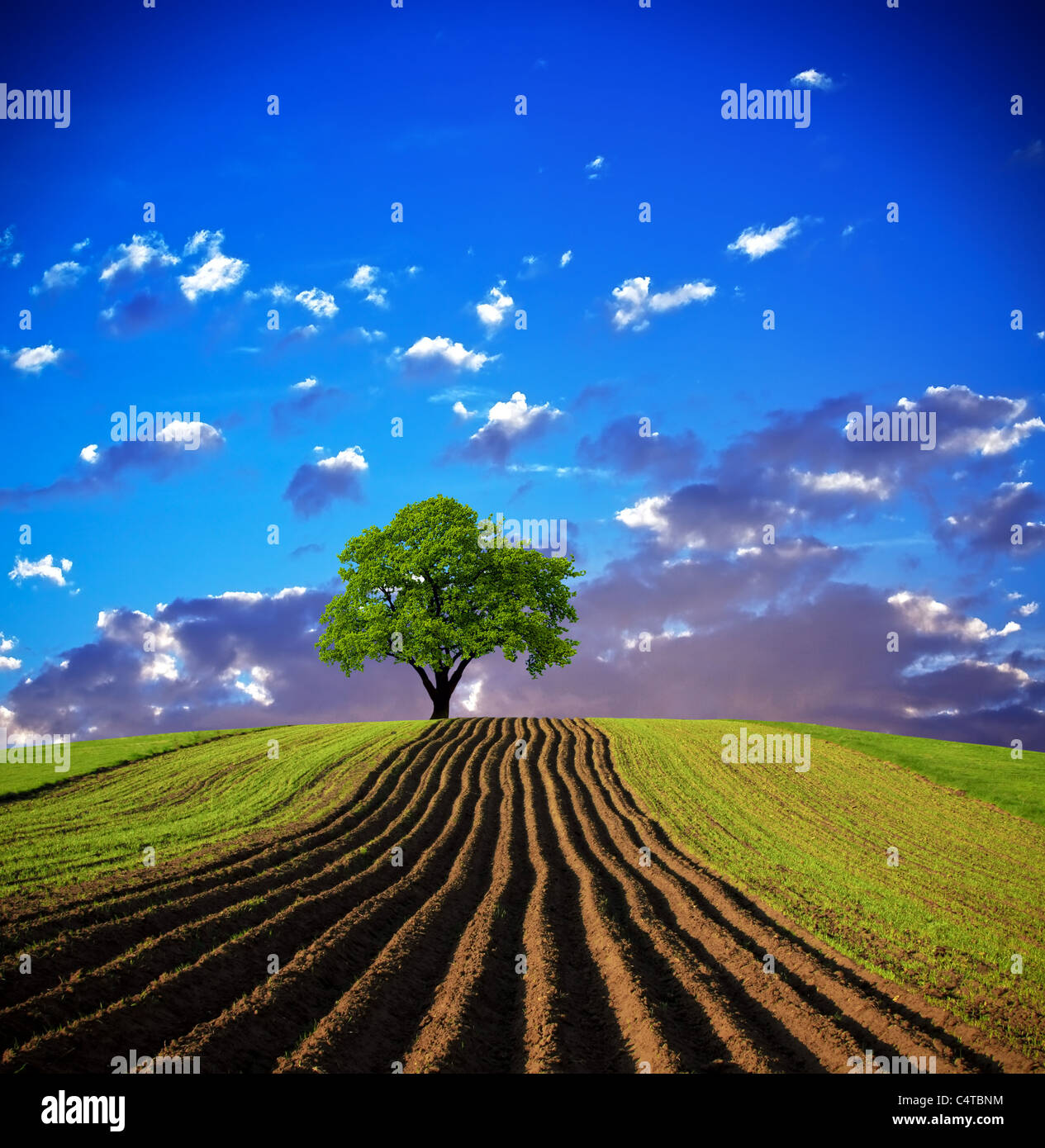 Field sunset tree farm hi-res stock photography and images - Alamy