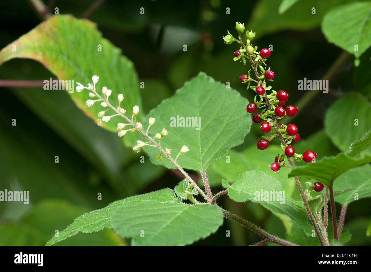 Pigeonberry (Rivina humilis), twig with flowers and fruit. Stock Photo