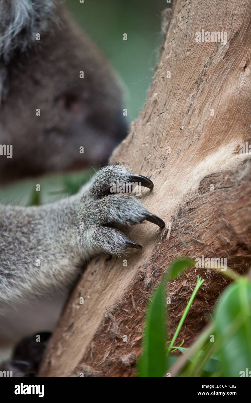 Claws of a koala Stock Photo Alamy