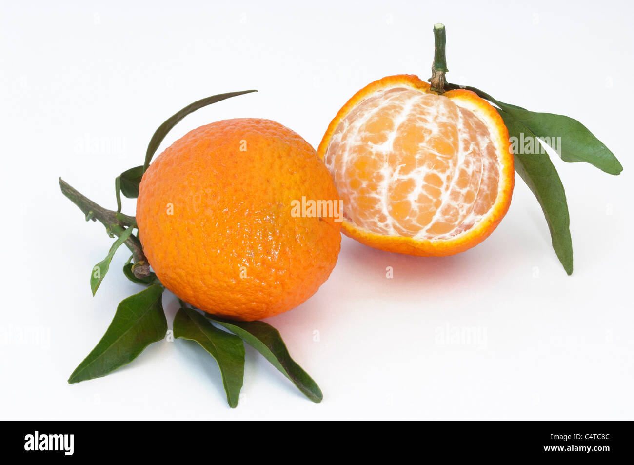Clementine (Citrus deliciosa), ripe fruit, studio picture Stock Photo Alamy