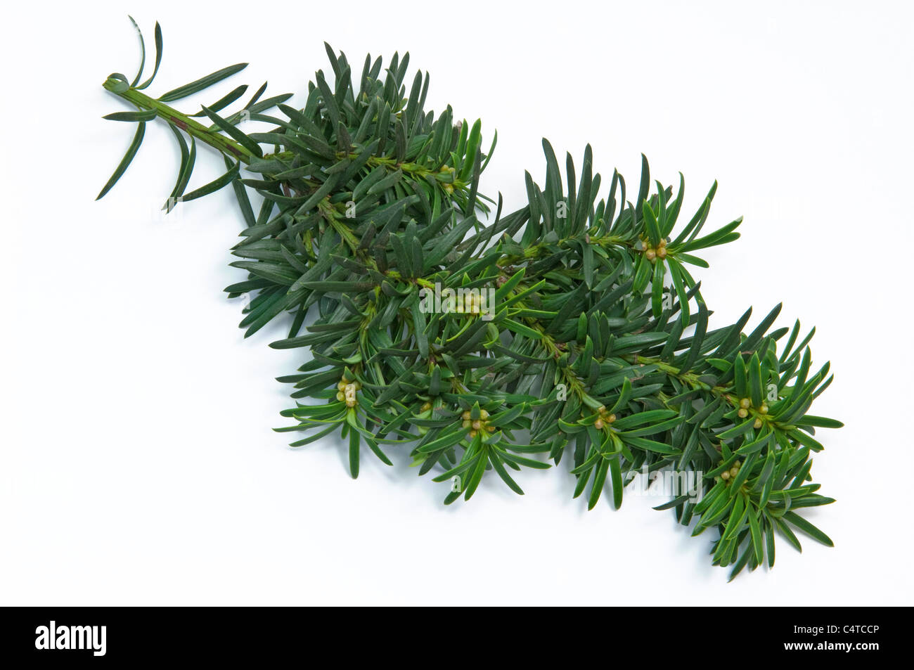 Ornamental Yew (Taxus baccata Fastigiata Aureomarginata), twig. Studio shot against a white background. Stock Photo