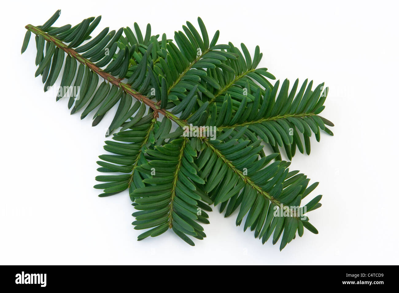 Yew tree cut out High Resolution Stock Photography and Images - Alamy