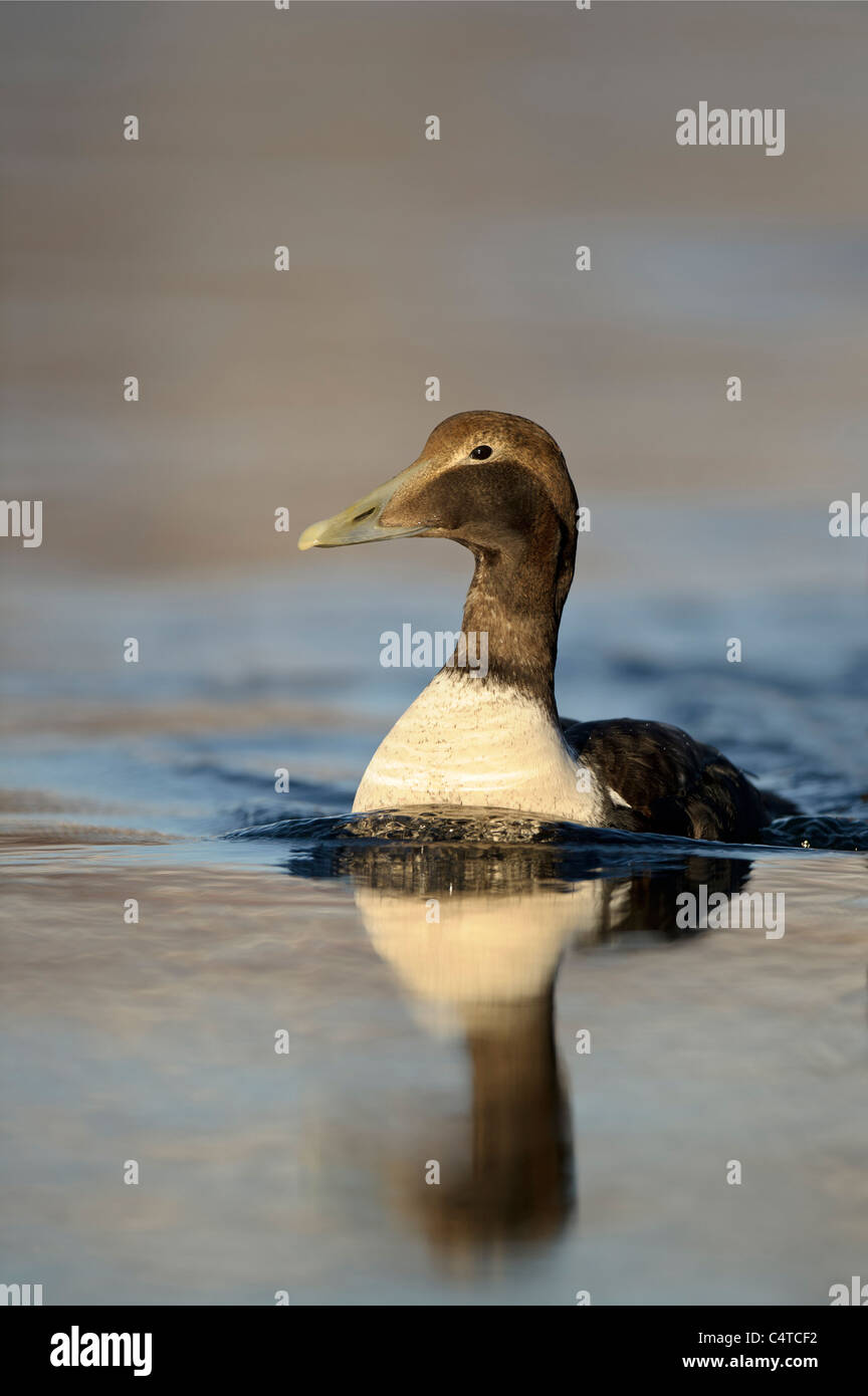 Common Eider (Somateria mollissima). Juvenile swimming towards the camera in a fjord, Norway. Stock Photo