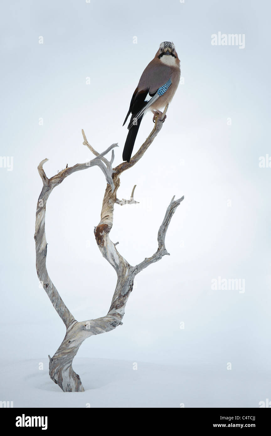 Eurasian Jay (Garrulus glandarius) perched on a gnarled dead pine branch sticking out from snow. Stock Photo