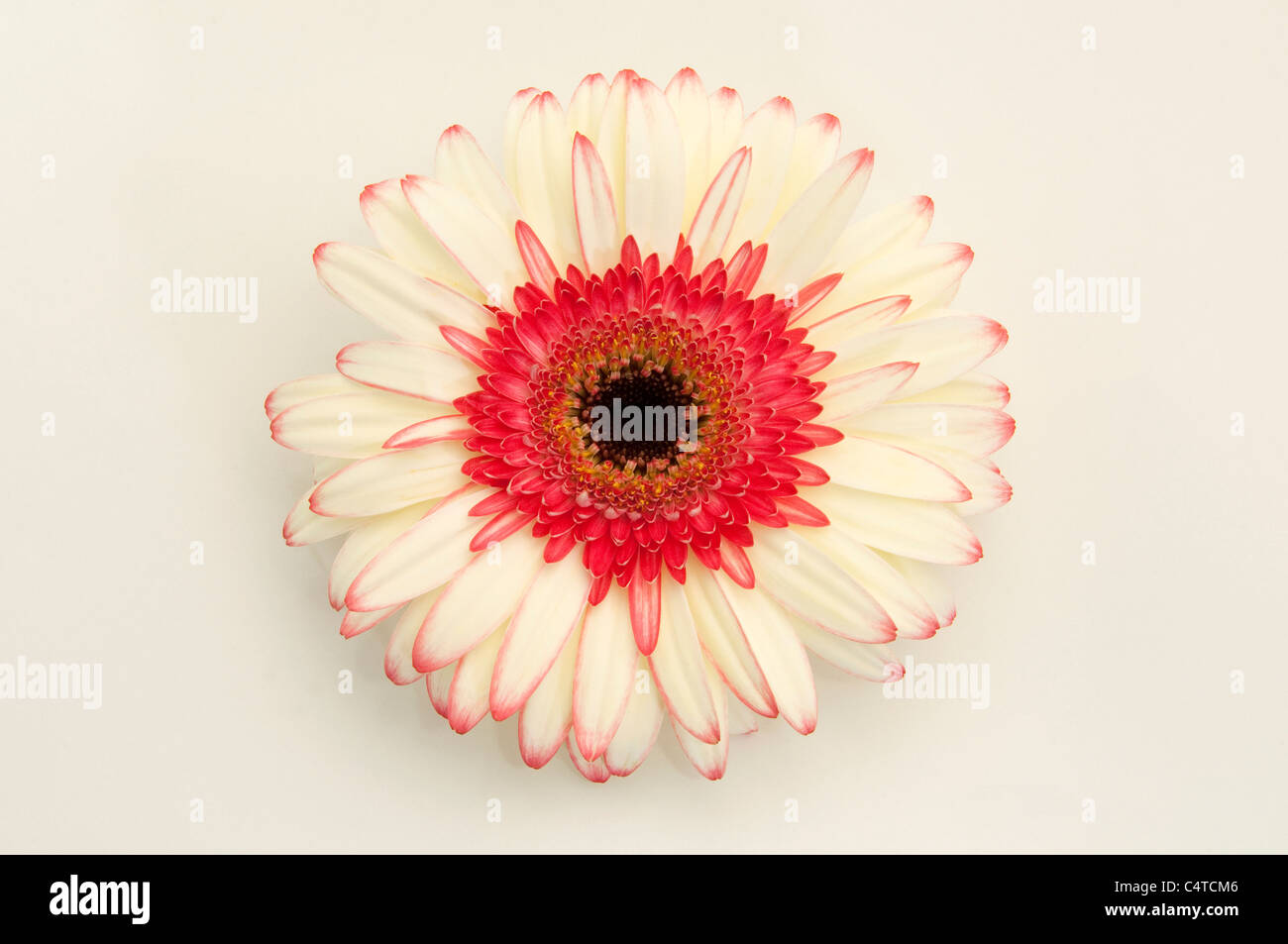 Barberton Daisy, Gerbera, Transvaal Daisy (Gerbera hybrid), white and red flower. Studio picture against a white background. Stock Photo