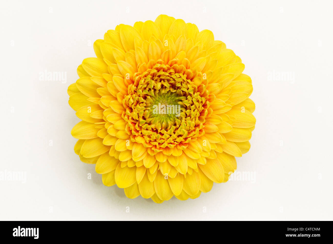 Barberton Daisy, Gerbera, Transvaal Daisy (Gerbera hybrid), yellow flower. Studio picture against a white background. Stock Photo