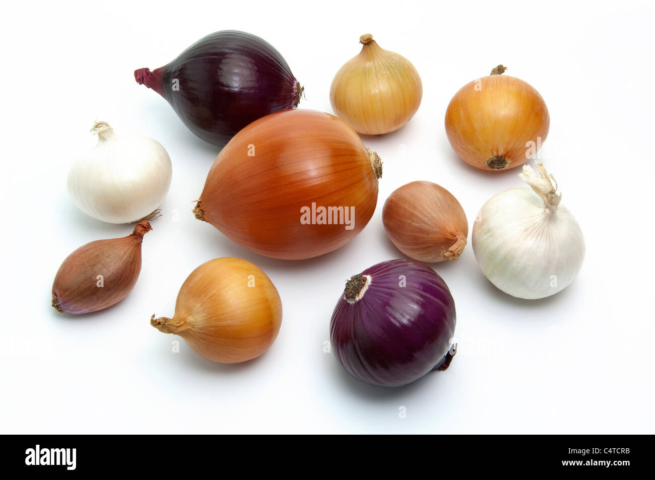 Garden Onion (Allium cepa). Onions of different color and size. Studio