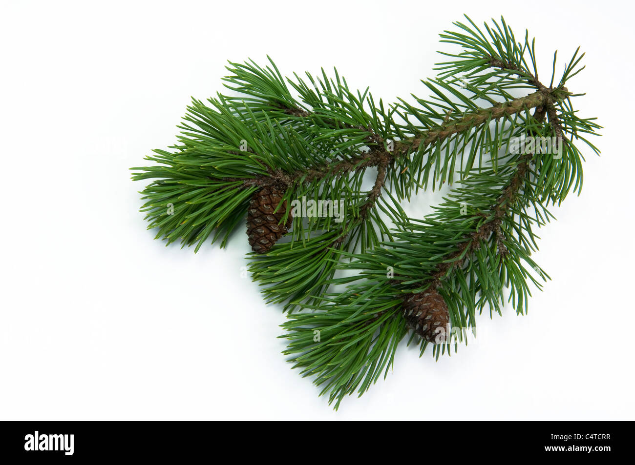 Dwarf Mountain Pine, Mountain Pine (Pinus mugo mugo), twig with cones. Studio shot against a white background. Stock Photo