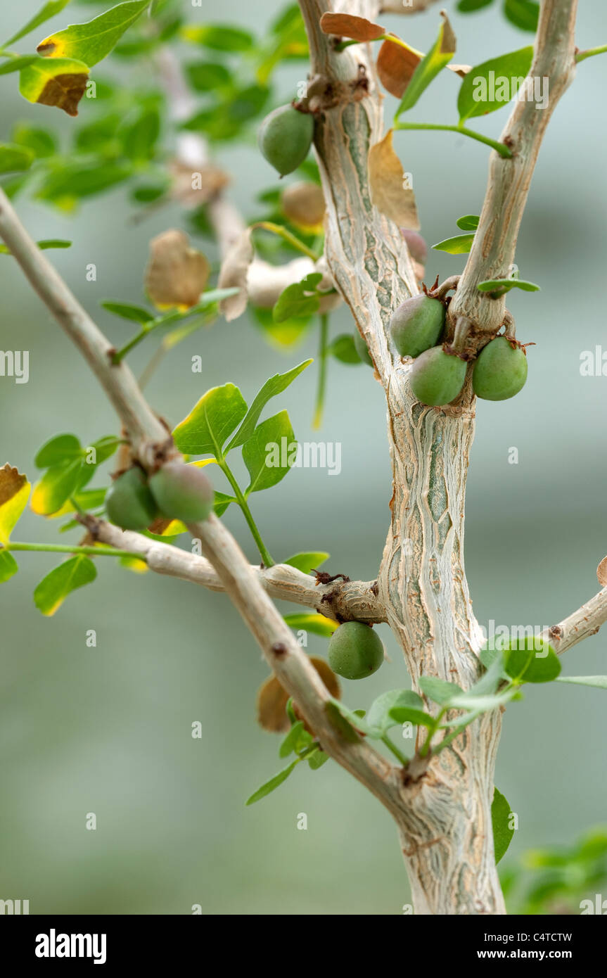 Abyssinian Myrrh (Commiphora abyssinica), twig with leaves and fruit. Stock Photo