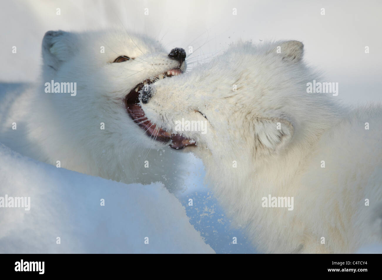 Arctic Fox (Alopex lagopus). Two adults in winter coat squabbling. Stock Photo