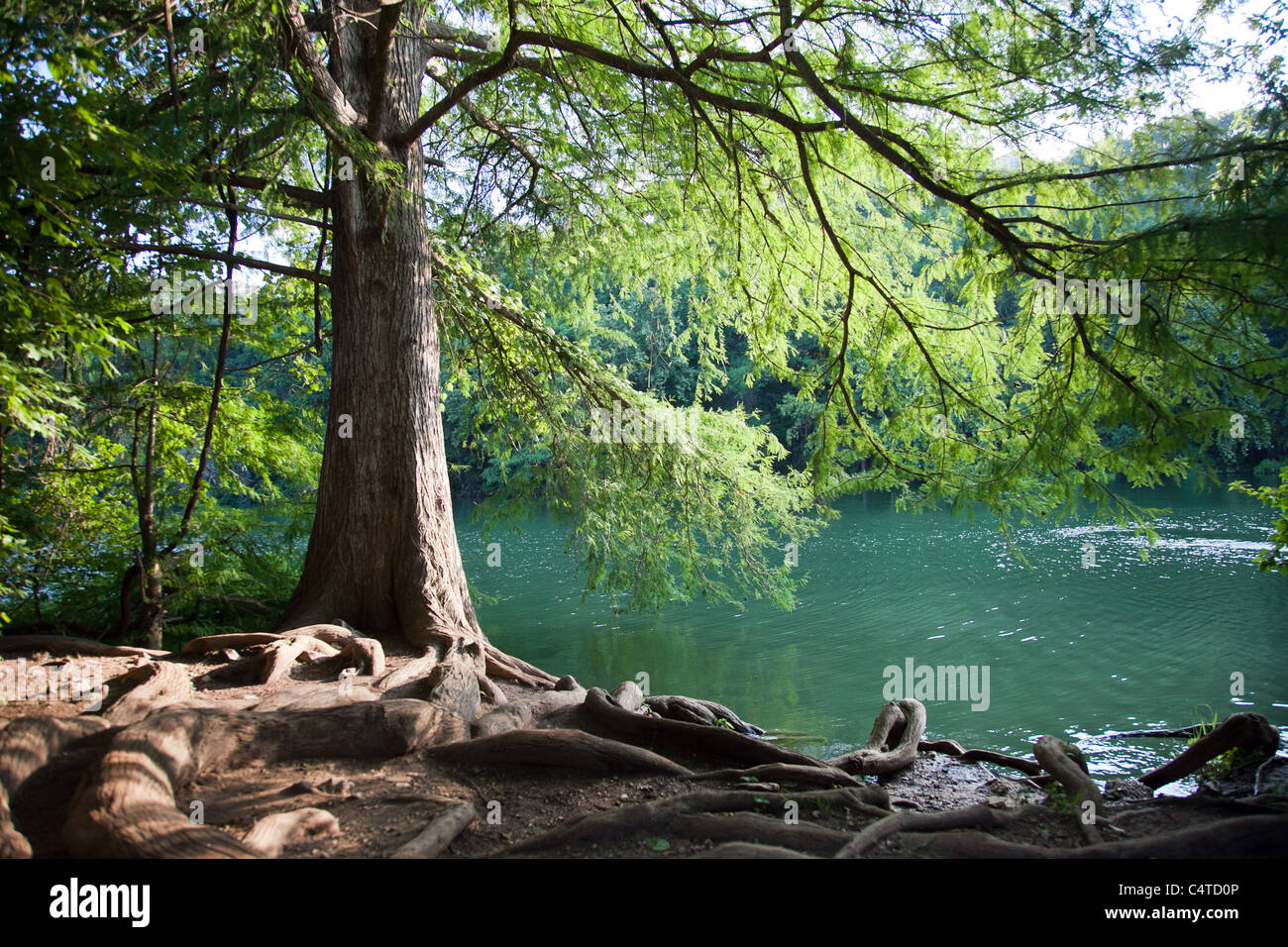 Red Bud Isle Dog Park Austin, Texas Stock Photo Alamy