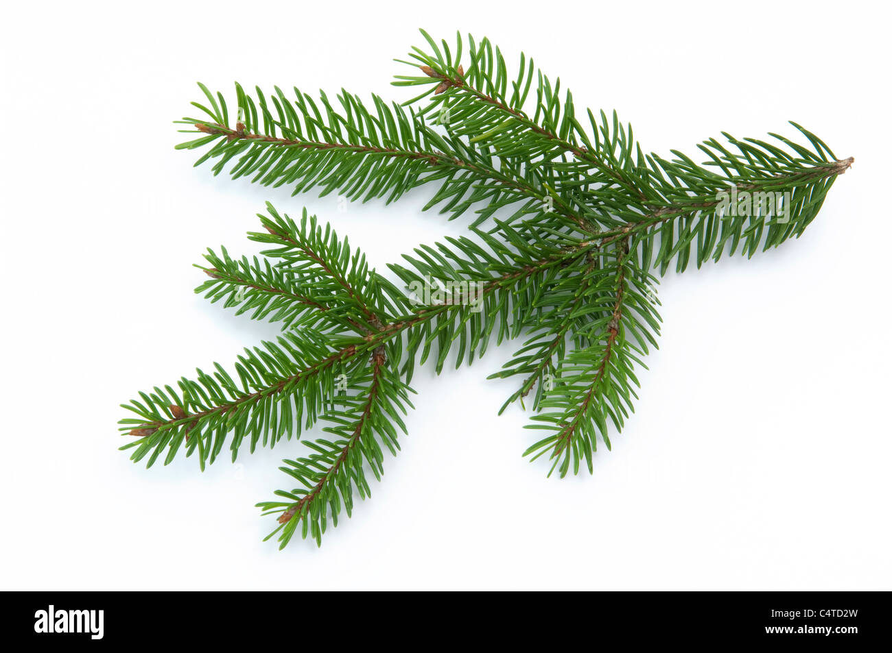 Common Spruce, Norway Spruce (Picea abies), twig. Studio picture against a white background. Stock Photo