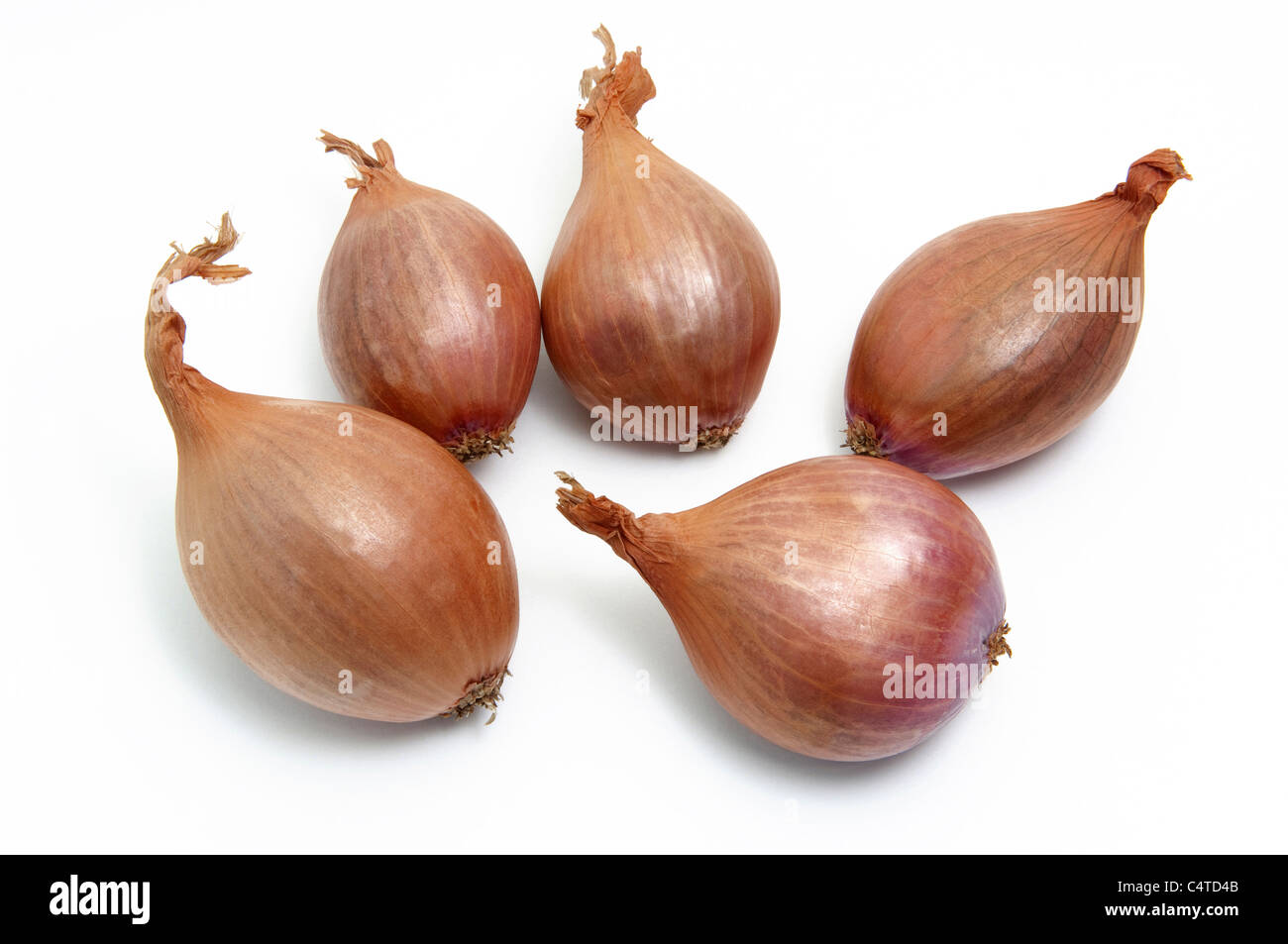 Best Echalion Shallots Royalty-Free Images, Stock Photos & Pictures