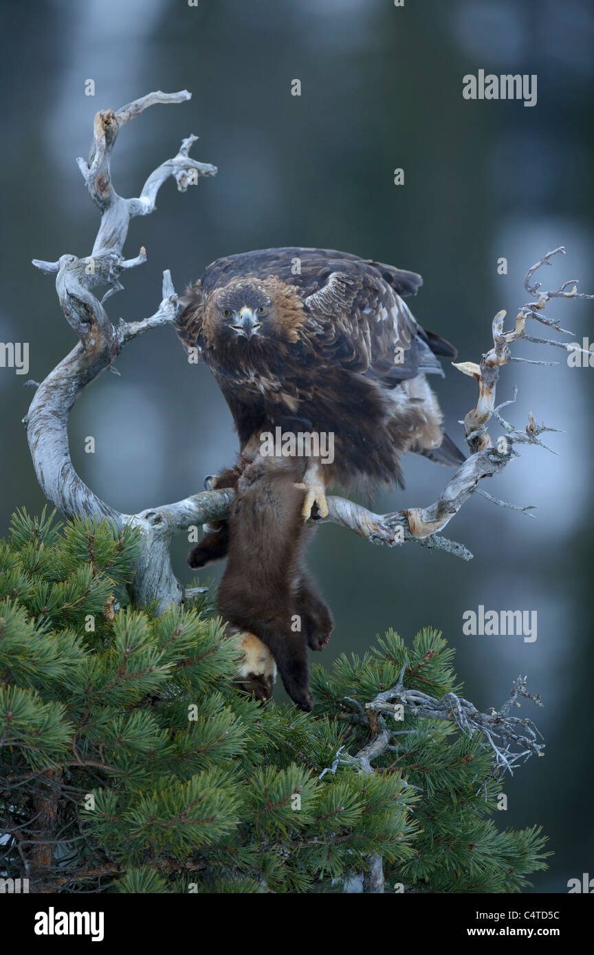 Golden Eagle (Aquila chrysaetos). Adult female feeding on Pine Marten, Norway. Stock Photo