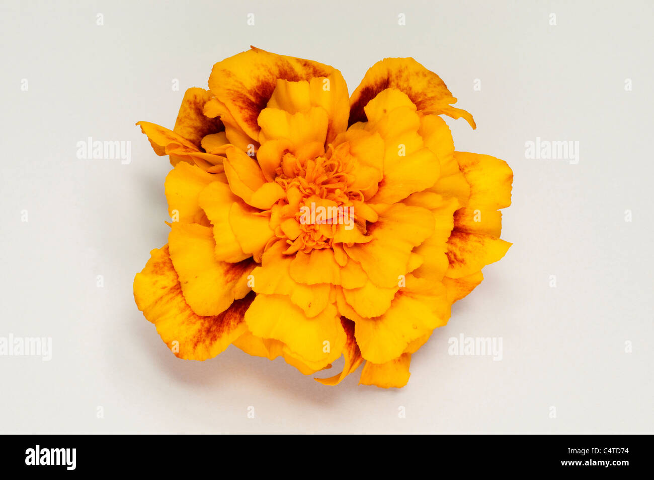 Tagetes, Marigold (Tagetes hybrid), flower head. Studio picture against a white background. Stock Photo