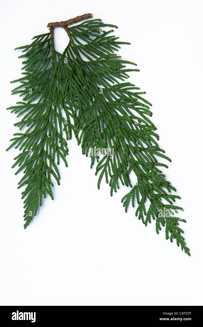 Western Red Cedar (Thuja plicata Excelsa), twig. Studio picture against a white background. Stock Photo