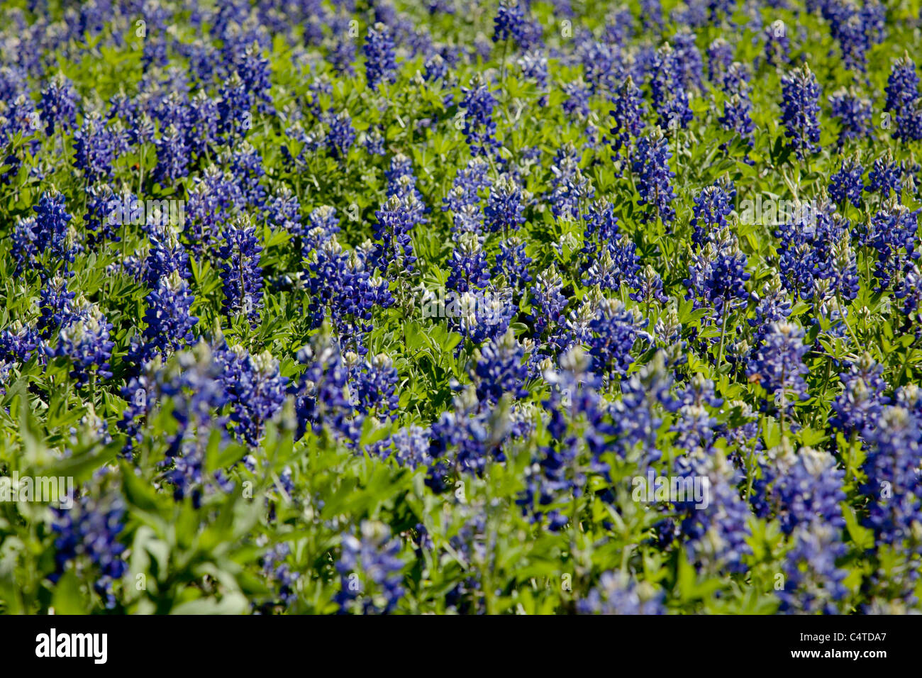 Texas Wildflowers - Field of Bluebonnets, the state flower Stock Photo